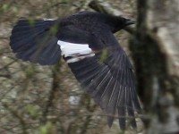 Fliegende Elster auf dem Karlsruher Hauptfriedhof.