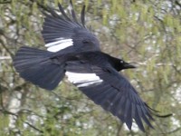 Fliegende Elster auf dem Karlsruher Hauptfriedhof.