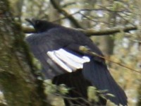 Fliegende Elster auf dem Karlsruher Hauptfriedhof.