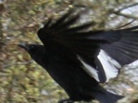 Fliegende Elster auf dem Karlsruher Hauptfriedhof.