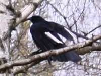 Fliegende Elster auf dem Karlsruher Hauptfriedhof.