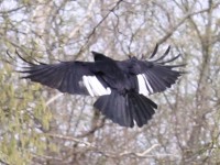 Fliegende Elster auf dem Karlsruher Hauptfriedhof.