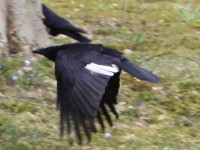 Fliegende Elster auf dem Karlsruher Hauptfriedhof.