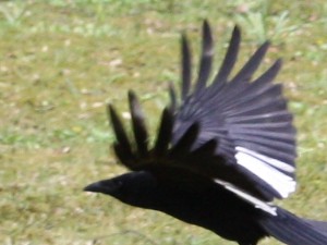 Elster im Flug